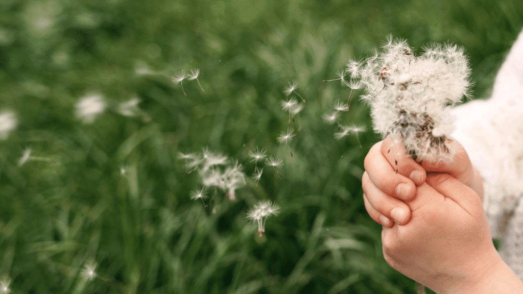 Child holding a dandelion and blowing the seeds into the air during a mindful breathing moment.